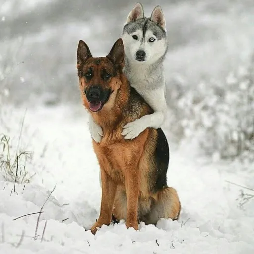 creator husky girl🐶🐱🐺🦊's avatar