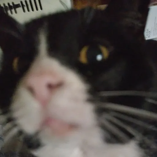 creator my cat shocks's avatar