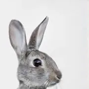 creator Bun bun idk why?'s avatar