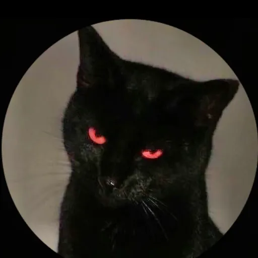 creator zєяσ's avatar