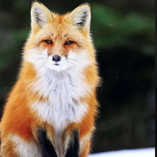 creator flame the wolf's avatar