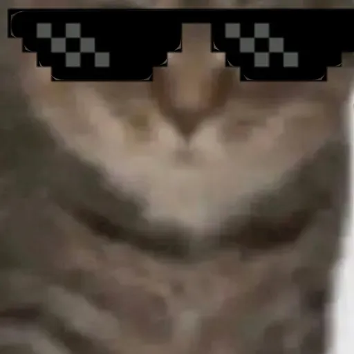 creator theofficaloiacat's avatar