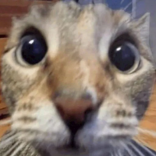 creator Sam gurl's avatar