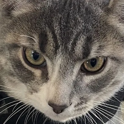 creator Kitty1019283745's avatar