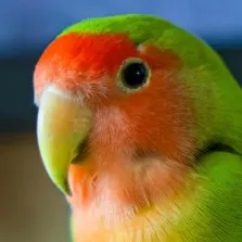 creator Parakeet_kid's avatar