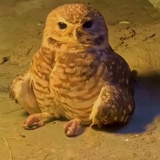 creator Sitting Owl's avatar
