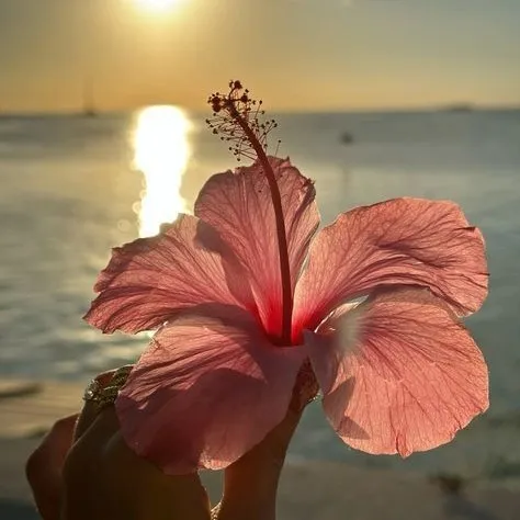 creator 𝓬𝓵𝓮𝓪𝓷𝓮 𝓰𝓲𝓻𝓵 ♥︎♡'s avatar