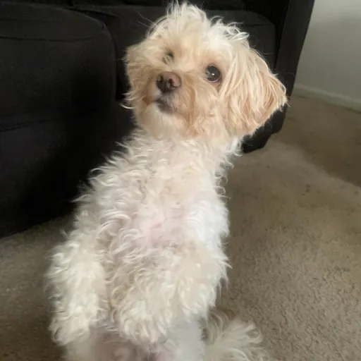 creator Notadog's avatar