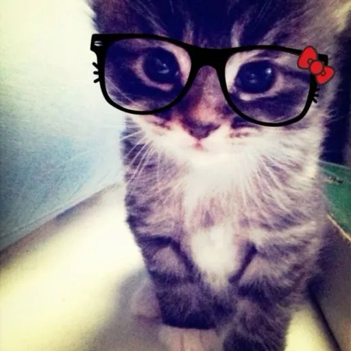creator Kittykitten3's avatar