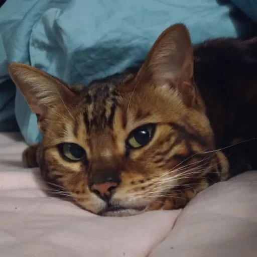 creator -Cat-'s avatar