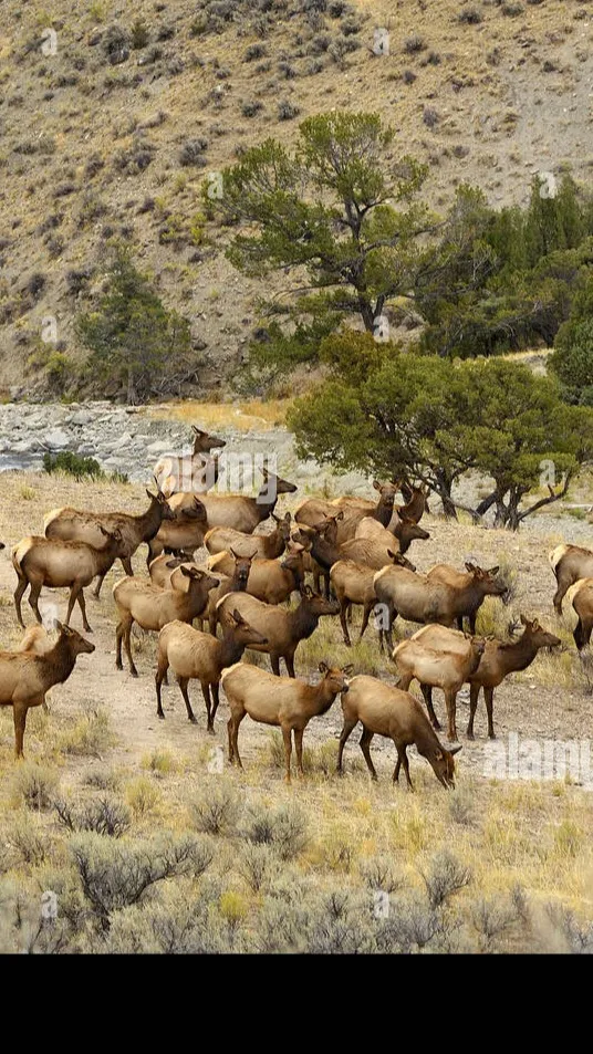 ai character: Elk Herd background