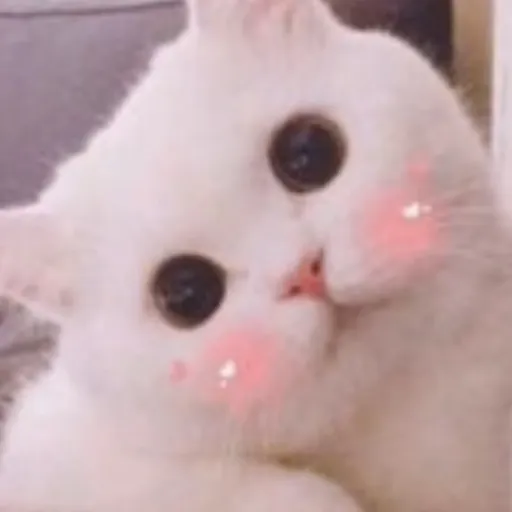 creator Kittyzcatliverx's avatar