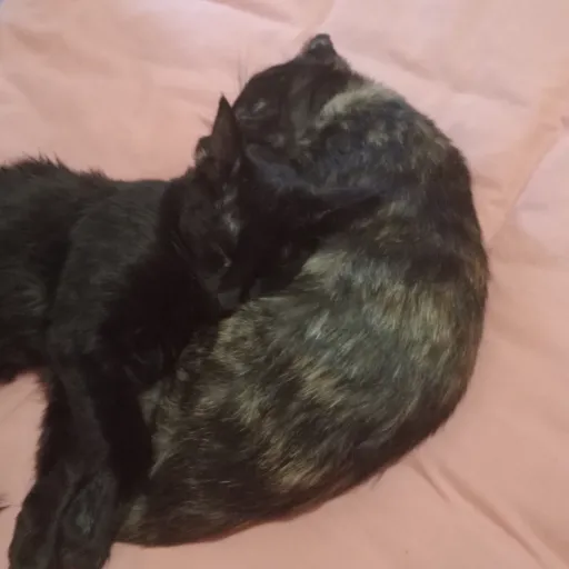 creator kittyandpuppys's avatar