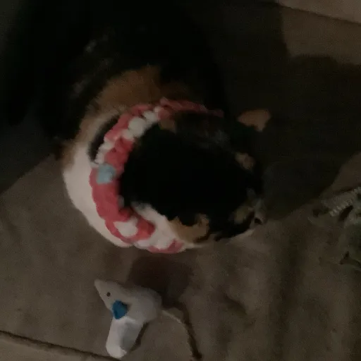 creator Amy(my cat :3)'s avatar