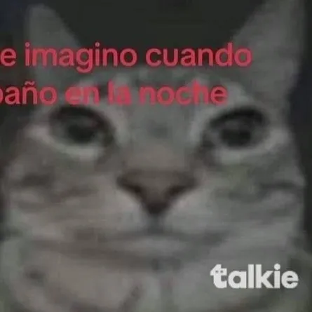 creator el choco gato miau's avatar