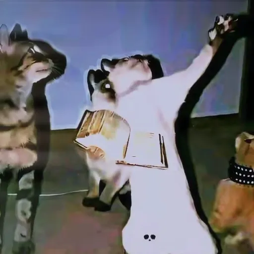 creator Holy madara cat's avatar