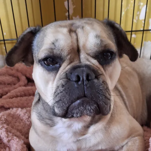 creator dog named crumpet's avatar