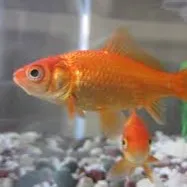 creator Gold_Fish's avatar
