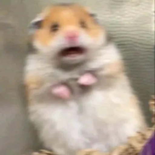 creator ("Kai") •°~°•'s avatar