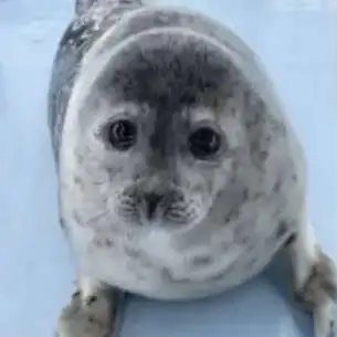 creator Silly seal fver's avatar