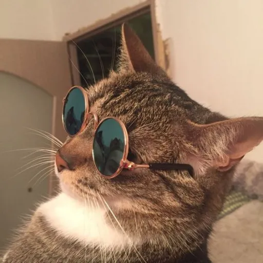 creator _COOL_CAT_'s avatar