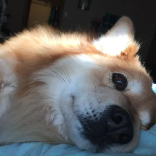 creator Autumnlovesdogs's avatar