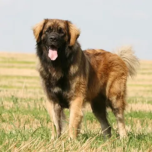 creator ✨Leonberger✨'s avatar