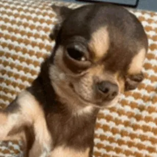 creator I LIVE IN UR WALL-'s avatar