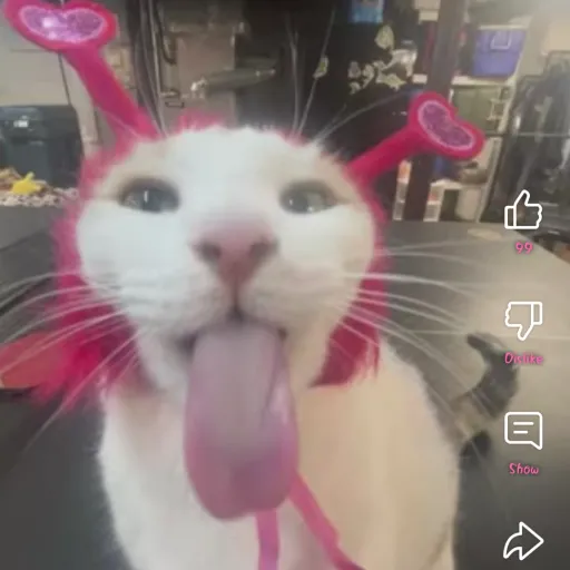 creator i luv cutegore!!!!'s avatar