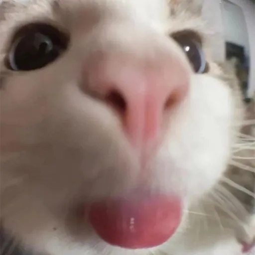 creator gojo cat adittion's avatar
