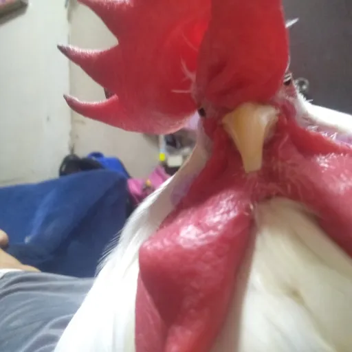 creator the forgottenchick's avatar