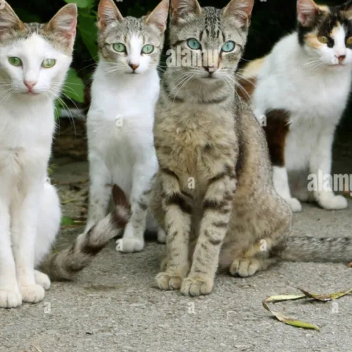 creator I love cats much's avatar