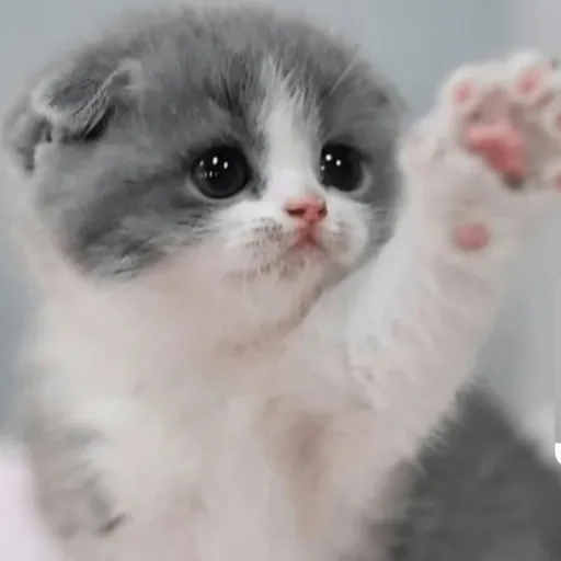 creator cats are cute♡ ◇'s avatar