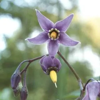 creator ~Nightshade~ Scarf's avatar