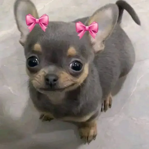 creator newjeansmispatrona's avatar