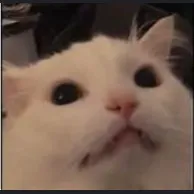 creator I-Love-Cat's's avatar