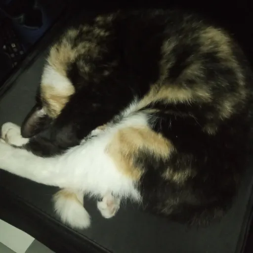 creator catdemon💣🕳️'s avatar