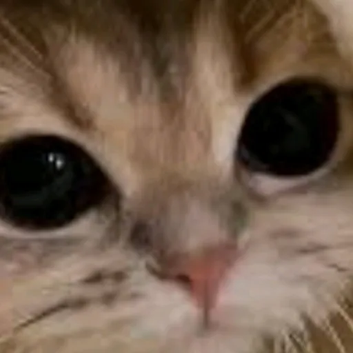 creator BoredAfngl's avatar