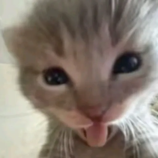 creator 🪱wormoo🪱's avatar