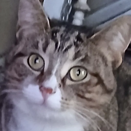 creator i,no,u,no,lee,know's avatar