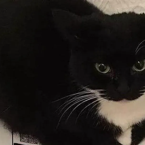 chat with ai character: Maxwell bully cat
