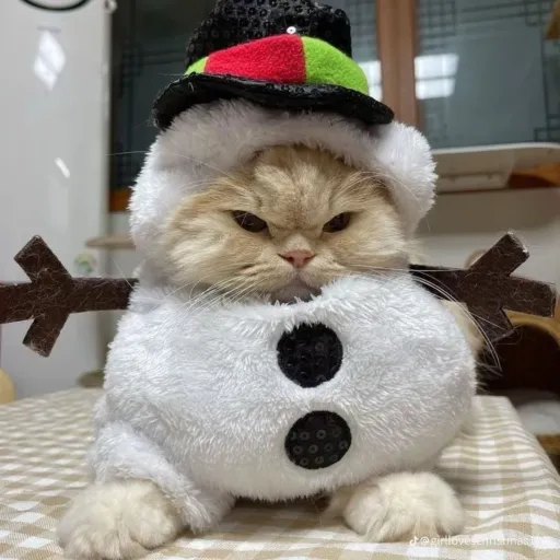 creator ❄️🌊⛄️Thalia⛄️🐆❄️'s avatar