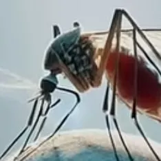 creator Mosquito hehehehe's avatar