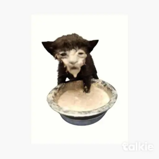 creator TOO MUCH CATNIP's avatar
