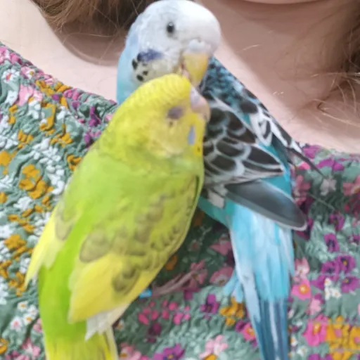 creator Flower the Budgie's avatar