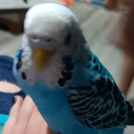 creator Flower the Budgie's avatar