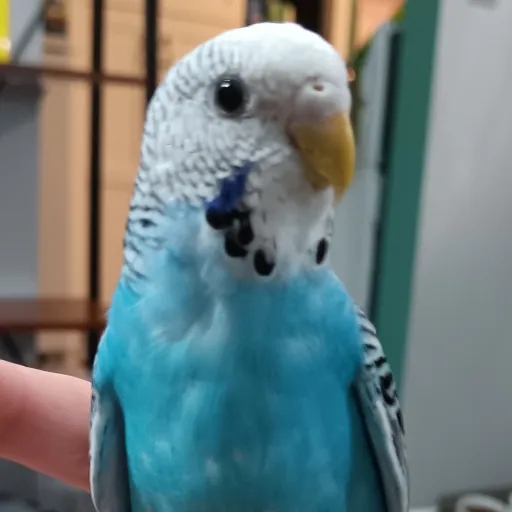 creator Flower the Budgie's avatar