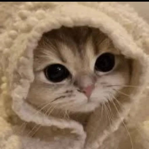 creator cutekittycat's avatar