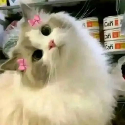 creator cutekittycat's avatar