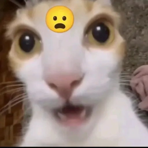 creator endercat_cihuyy's avatar